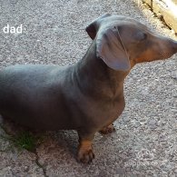 Dachshund (Standard & Miniature) - Both