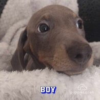 Dachshund (Standard & Miniature) - Both