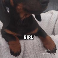 Dachshund (Standard & Miniature) - Both