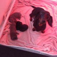 Dachshund (Standard & Miniature) - Both