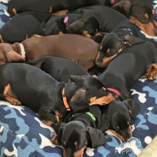 Dachshund (Standard & Miniature) - Both