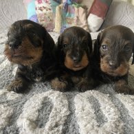 Dachshund (Standard & Miniature) - Dogs