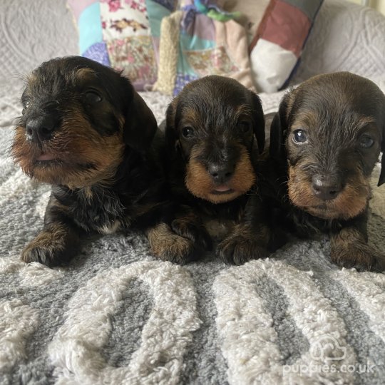 Dachshund (Standard & Miniature) - Dogs