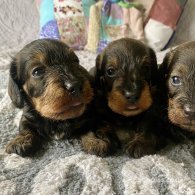 Dachshund (Standard & Miniature) - Dogs