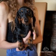 Dachshund (Standard & Miniature) - Both