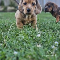 Dachshund (Standard & Miniature) - Both