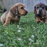 Dachshund (Standard & Miniature) - Both