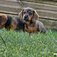 Dachshund (Standard & Miniature) - Both