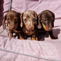 Dachshund (Standard & Miniature) - Both