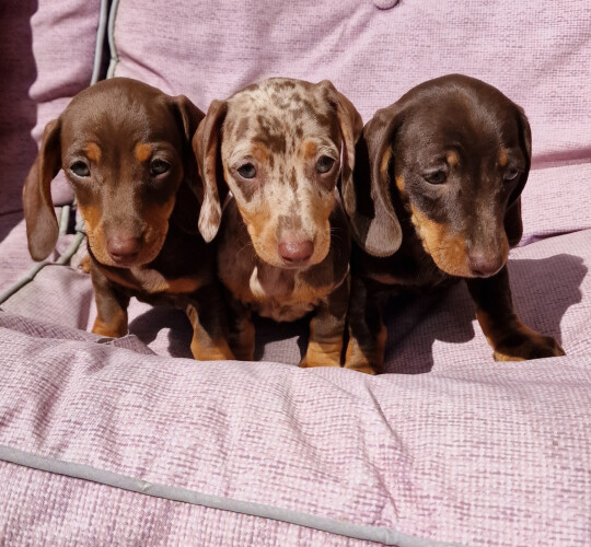 Dachshund (Standard &amp; Miniature)