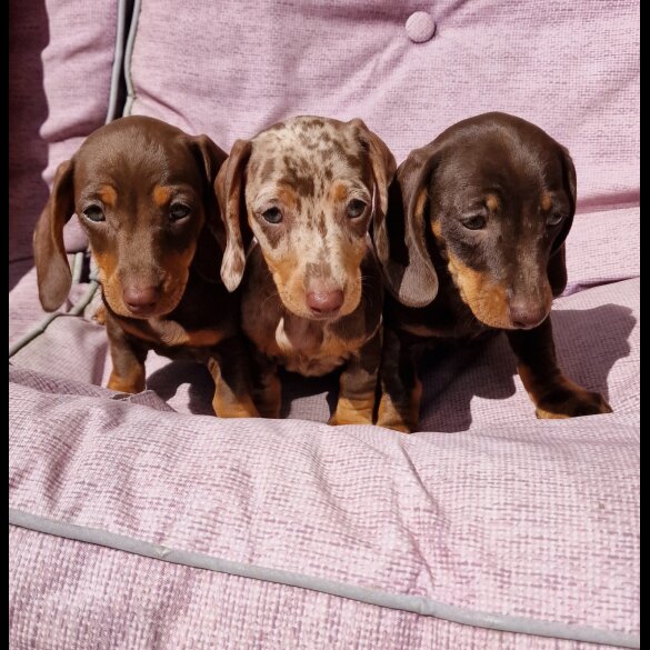 Dachshund (Standard &amp; Miniature) - Both