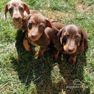 Dachshund (Standard & Miniature) - Both