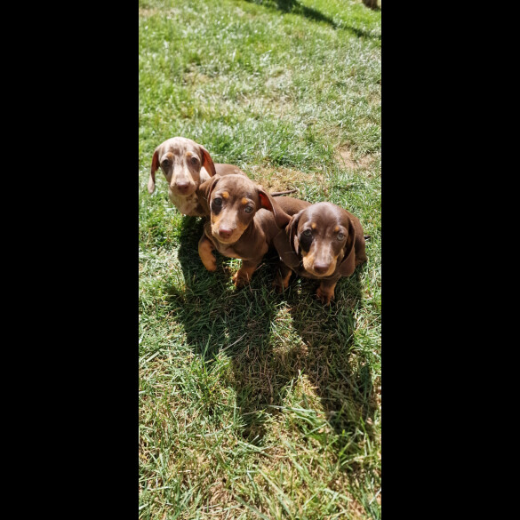 Dachshund (Standard &amp; Miniature) - Both