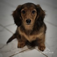 Dachshund (Standard & Miniature) - Both