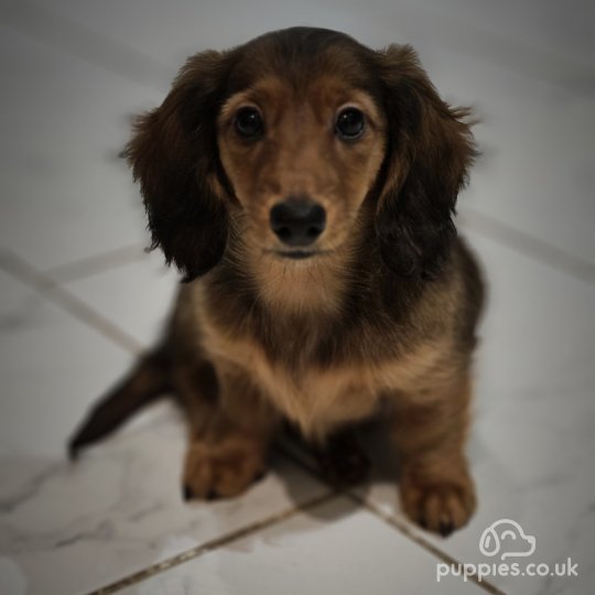 Dachshund (Standard & Miniature) - Both