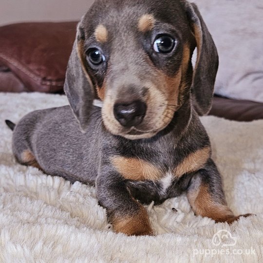 Dachshund (Standard & Miniature) - Both