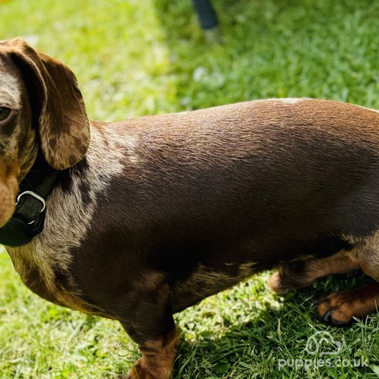 Dachshund (Standard &amp; Miniature)