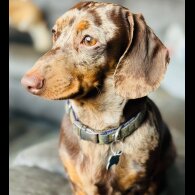 Dachshund (Standard &amp; Miniature)