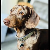 Dachshund (Standard &amp; Miniature)