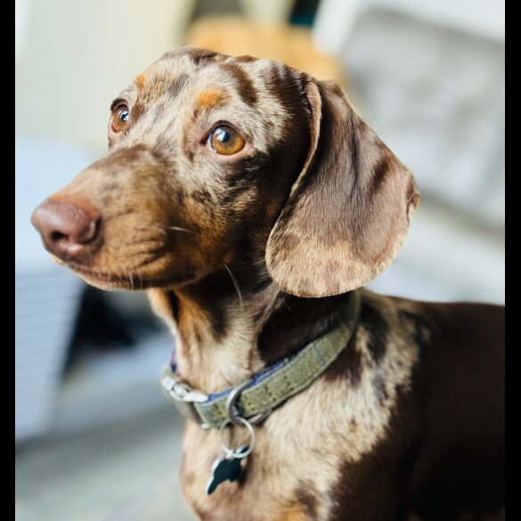 Dachshund (Standard &amp; Miniature)