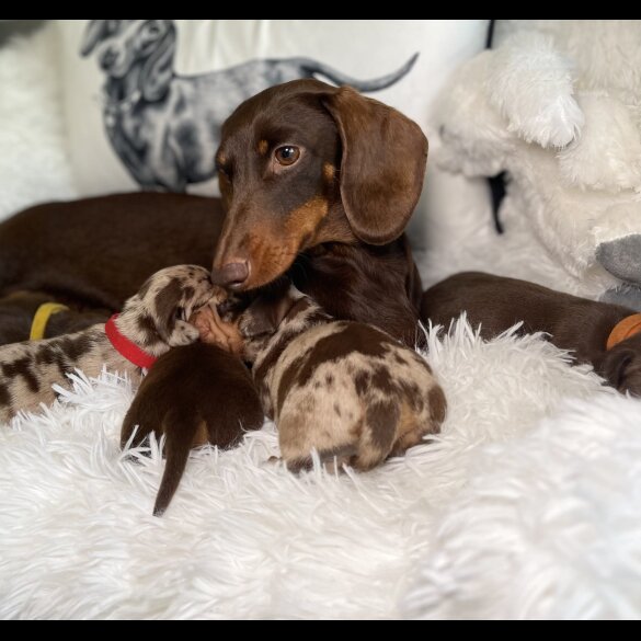 Dachshund (Standard &amp; Miniature) - Both