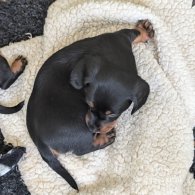 Dachshund (Standard & Miniature) - Both