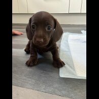 Dachshund (Standard &amp; Miniature) - Both