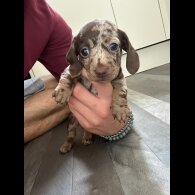 Dachshund (Standard &amp; Miniature) - Both