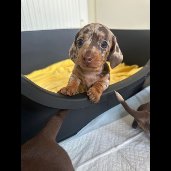 Dachshund (Standard &amp; Miniature) - Both