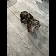 Dachshund (Standard &amp; Miniature) - Both