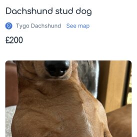 Dachshund (Standard &amp; Miniature)