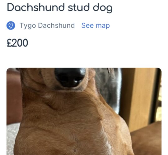 Dachshund (Standard &amp; Miniature)