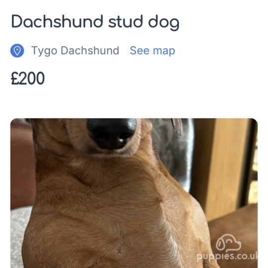 Dachshund (Standard & Miniature)