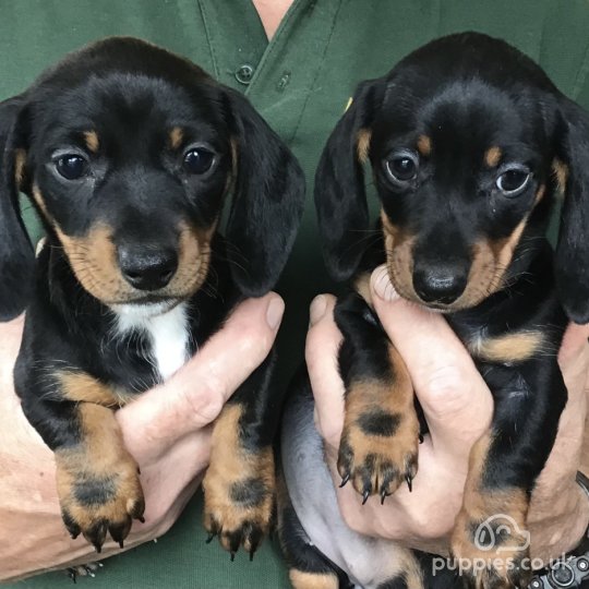 Dachshund (Standard & Miniature) - Both