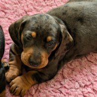 Dachshund (Standard & Miniature) - Both