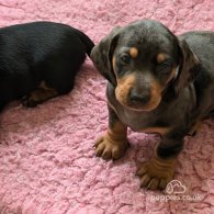 Dachshund (Standard & Miniature) - Both