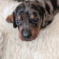 Dachshund (Standard & Miniature) - Both