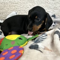 Dachshund (Standard & Miniature) - Both