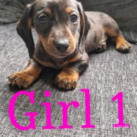 Dachshund (Standard & Miniature) - Both