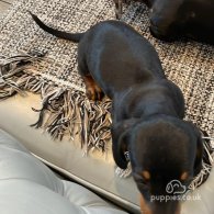 Dachshund (Standard & Miniature) - Both