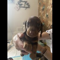 Dachshund (Standard &amp; Miniature) - Dogs