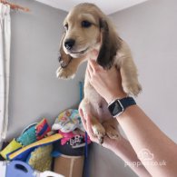 Dachshund (Standard & Miniature) - Dogs