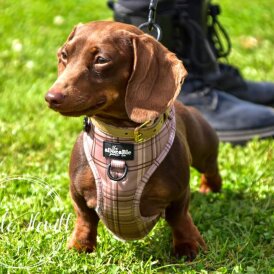 Dachshund (Standard &amp; Miniature)