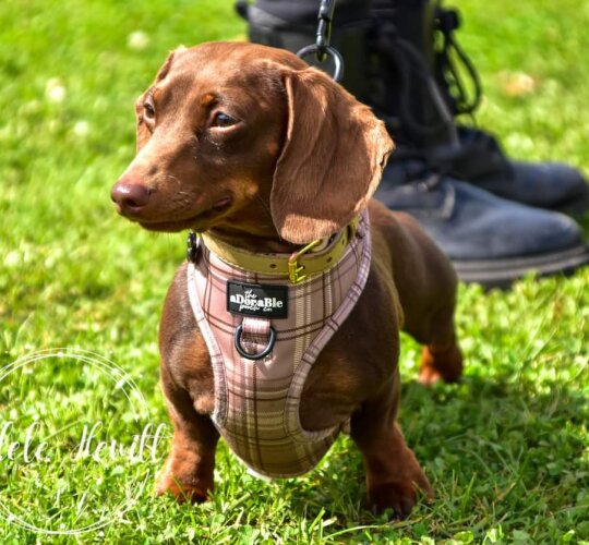 Dachshund (Standard &amp; Miniature)