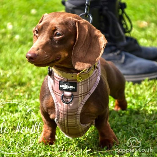 Dachshund (Standard &amp; Miniature)