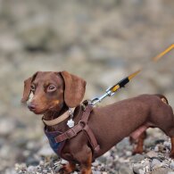 Dachshund (Standard &amp; Miniature)