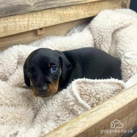 Dachshund (Standard & Miniature) - Both