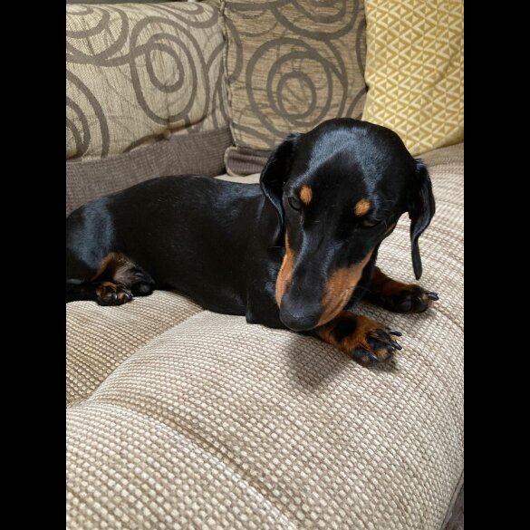 Dachshund (Standard &amp; Miniature)