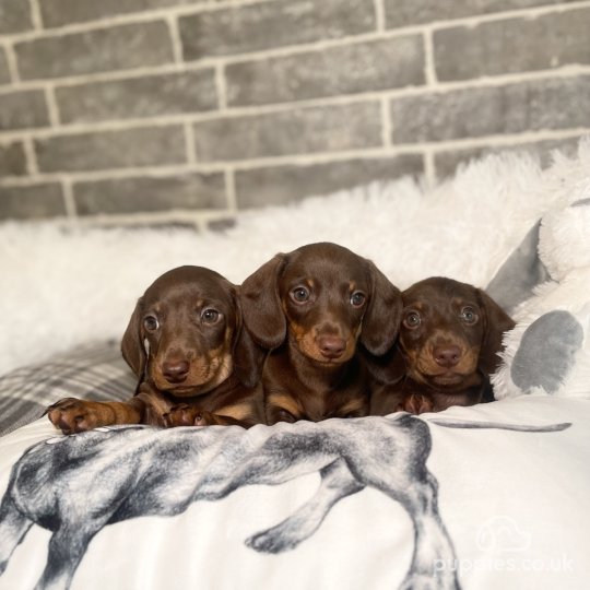 Dachshund (Standard & Miniature) - Both