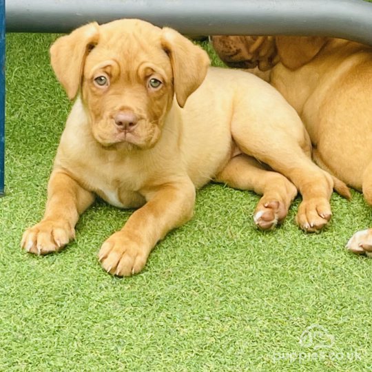 Dogue De Bordeaux puppies for Sale in the UK Puppies